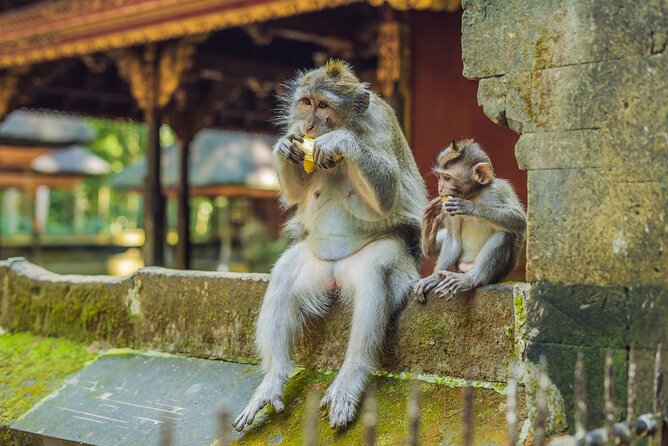 1-Day Ubud Tours All-Inclusive - The jungle swing experience: the fun break that moves the day along