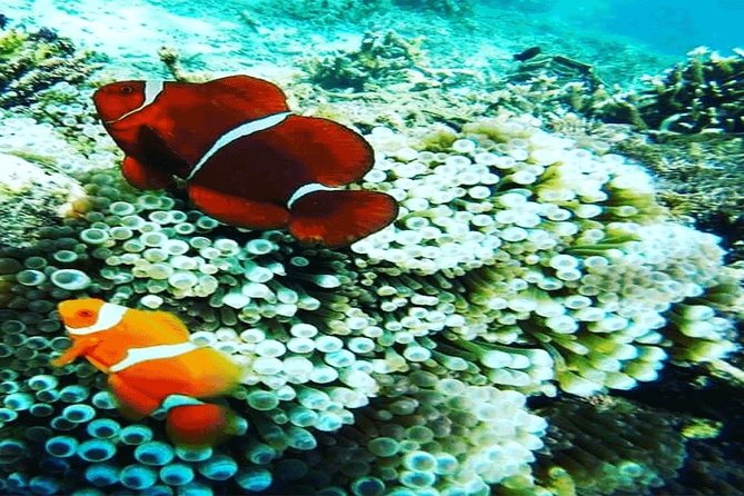 (ALL- IN) Bali Snorkeling Blue Lagoon And Tanjung Jepun - Gear, safety, and staying comfortable in the water