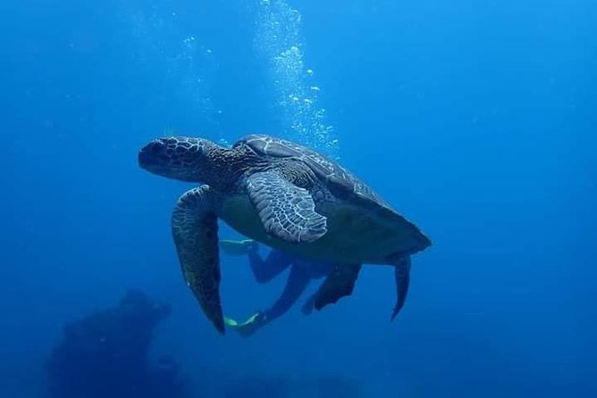 All Inclusive Bali Scuba Diving at Tulamben with Lunch -Transport - Tulamben From Ubud: The Time Plan That Actually Matters