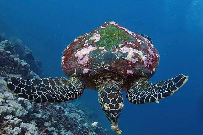 All Inclusive Bali Scuba Diving at Tulamben with Lunch -Transport - Equipment and Insurance: What’s Included (and What You’ll Still Pay For)