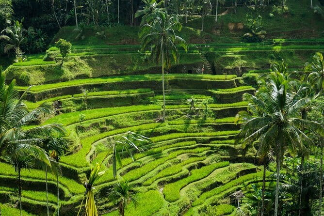 All Inclusive of Ubud Top Attraction - How this Ubud highlights loop really works (private pickup, 8 hours, included tickets)