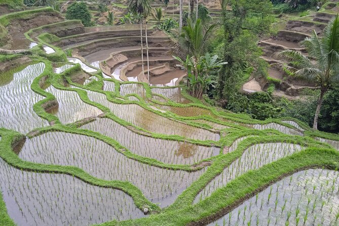 [All Inclusive] The Soul of Bali: Temples, Art & Traditions Tour - Goa Gajah (Elephant Cave): A Temple Built Where Water Matters