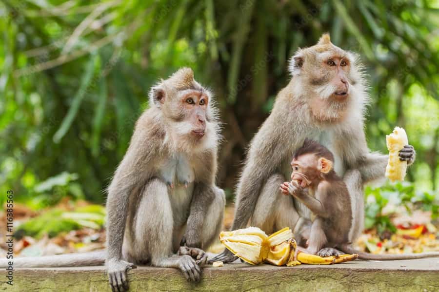 All Inclusive Ubud Private Day Tour - Ubud Monkey Forest: Watching Long-Tailed Monkeys in a Small Rainforest