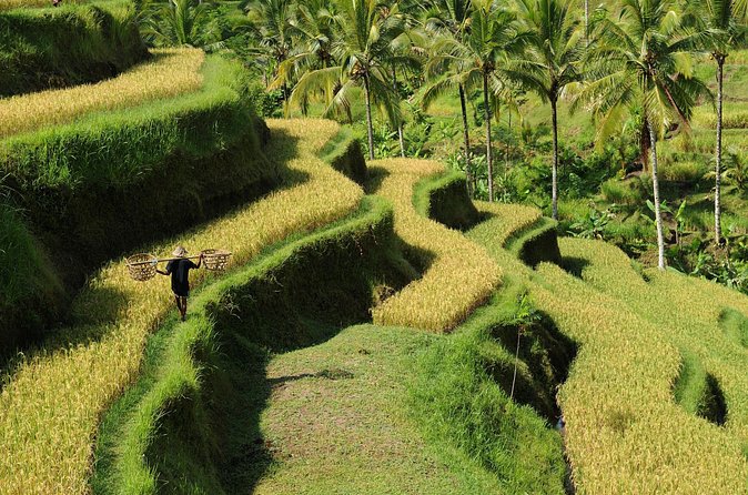 All-Inclusive Ubud's Wonder Day Tour - Stop 3: Tirta Empul Temple and the purification ritual