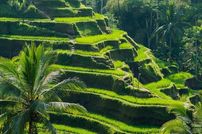 All Inclusive Ubud Tour with 15 Sitter Van - Stop 1: Sacred Monkey Forest Sanctuary Without Turning It Into a Circus
