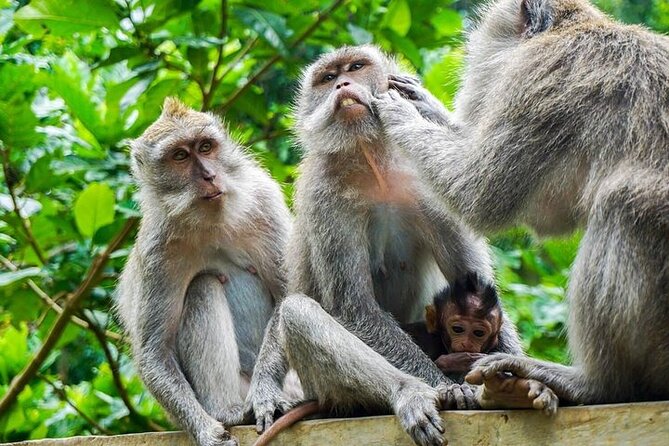 ATV Ride & Ubud Tour - One Day, Three Ubud Moments: ATV, Rice Terraces, and Monkey Forest