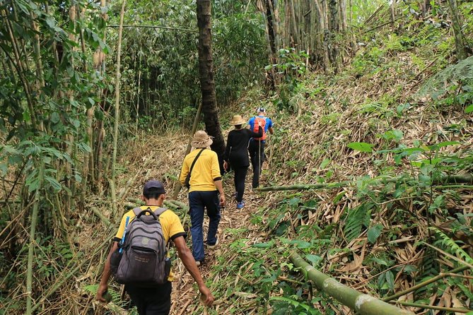 Authentic hike in the forest with lunch at the inhabitant - Who Should Book This Hike (and Who Might Reconsider)