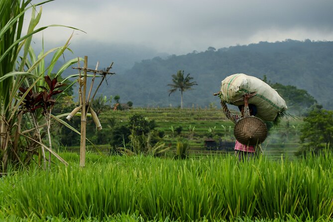 AWay From Home - Bali Village Tour - Day 2 in Manggis: Cut Grass, Feed Cows, Make Brown Sugar