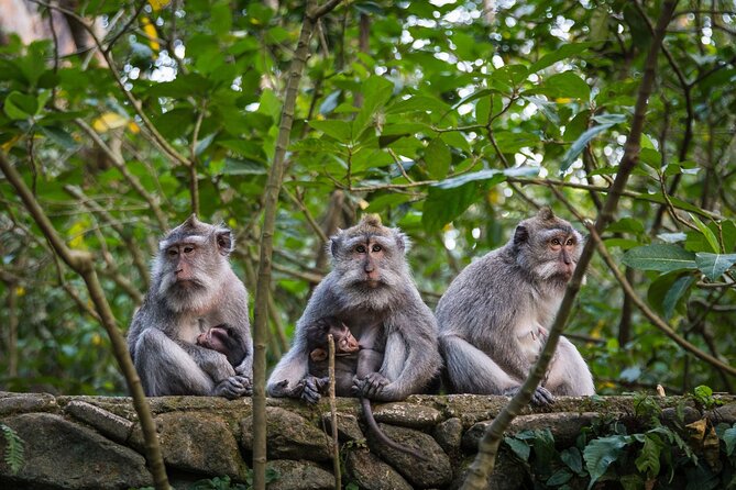 Bali All-Inclusive: Ubud Tour with Entrance Ticket and Lunch Included - Price and value: what $66.97 buys you in real life