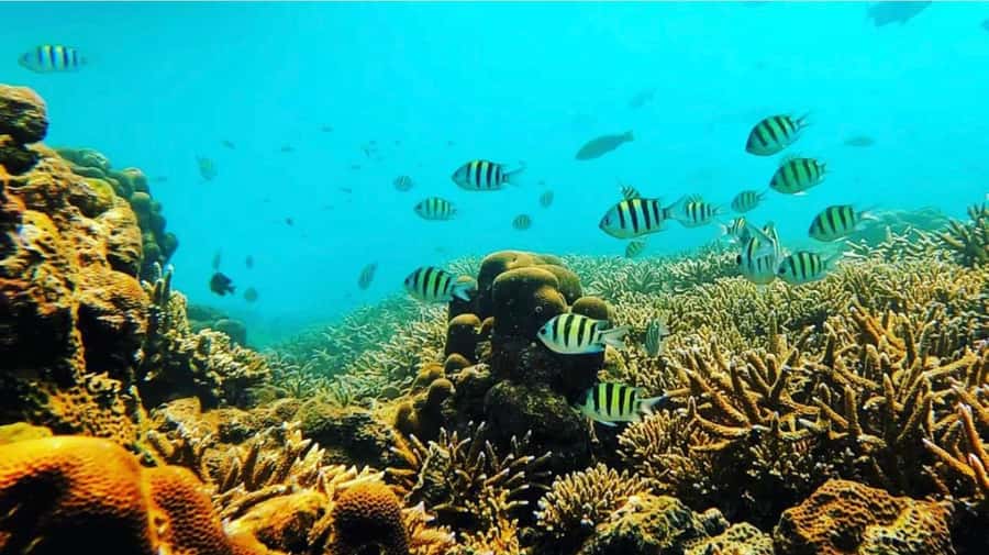 Bali: Amed, Jemeluk & Lipah Beach Snorkeling Adventure - Jemeluk Bay: Coral Reefs, Fish, and Turtle Chances
