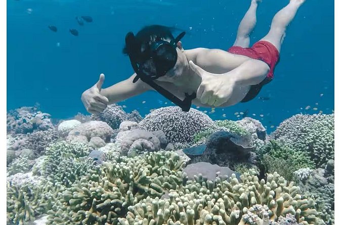 Bali and Lovina with Sunrise Dolphin Tour and Snorkeling - Snorkeling After the Dolphins: Coral, Fish, and Comfort