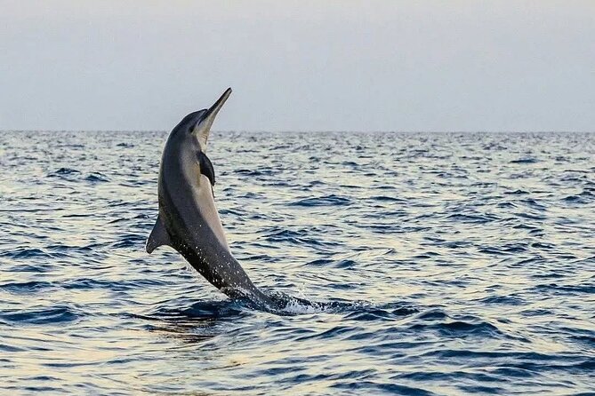 Bali and Lovina with Sunrise Dolphin Tour and Snorkeling - Small Group Size (Max 25) and Why It Matters for Your Day