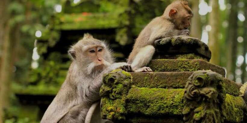 Bali: Bali Swing, Monkey Forest, Rice Terrace, Waterfall - Key highlights that matter on the ground