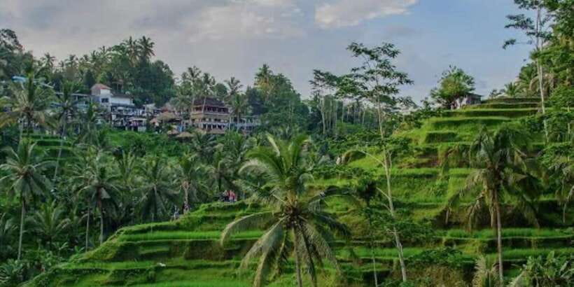 Bali: Bali Swing, Monkey Forest, Rice Terrace, Waterfall - How this private Ubud-style combo day really works