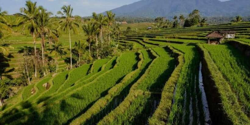 Bali: Bali Swing, Monkey Forest, Rice Terrace, Waterfall - Art villages and coffee testing: culture stops that don’t feel like a detour