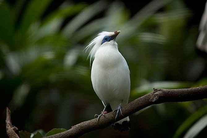 Bali Bird Park Admission Ticket with Hotel Transfer - Who This Is Best For (and Who Might Reconsider)