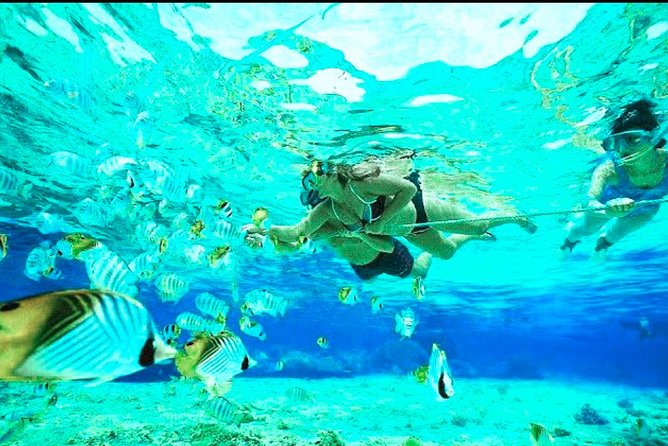 Bali Blue Lagoon Snorkeling - Lunch and Transport All Inclusive - Coffee Plantation Stop: Learning How Balinese Coffee Gets Made