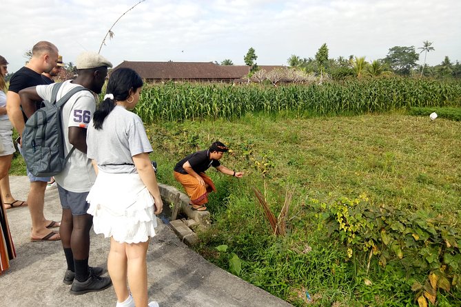Bali Cooking Class and Ubud Sightseeing Tour - Tegalalang Rice Terrace: Classic Views With a Real-World Pace