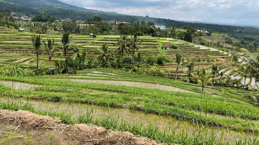 Bali: Customise your Bali Tour with Driver-Guide - East Bali and Ubud add cultural texture fast
