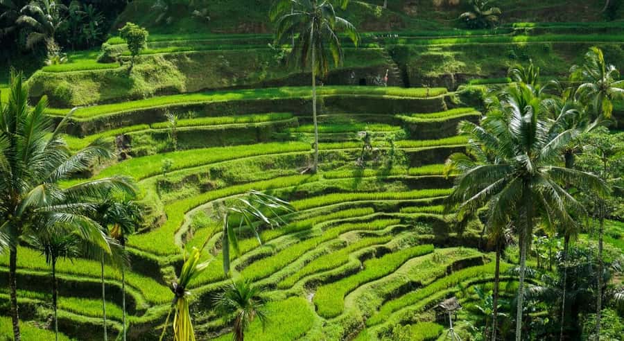 Bali: Customised Ubud Tour with Profesional Tour Guide - How a 10-hour customized Ubud tour actually works