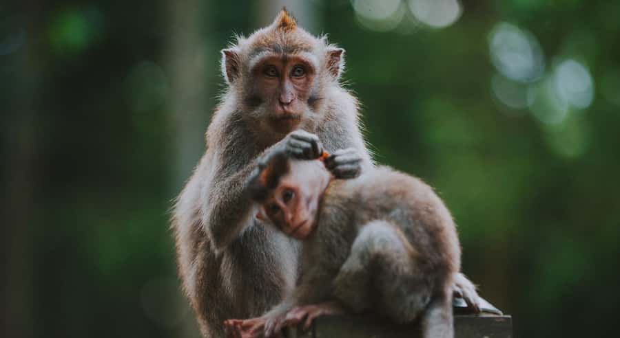 Bali: Customised Ubud Tour with Profesional Tour Guide - Happy Bali Swing / Jungle Swing: fun photos with real-world logistics