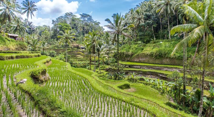 Bali: Customised Ubud Tour with Profesional Tour Guide - Coffee plantation and art stops: where the day feels local