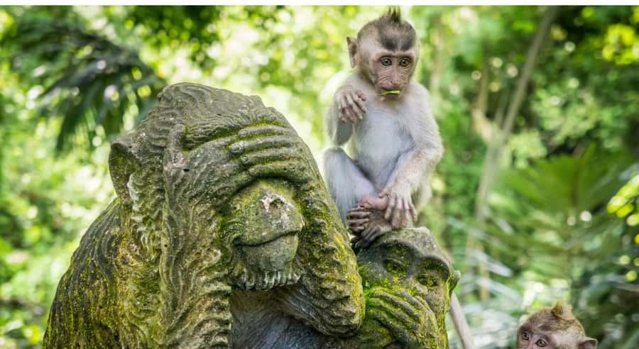 Bali: Customised Ubud Tour with Profesional Tour Guide - Ubud Palace, Ubud Market, Bali Zoo, and ATV rides: choose your flavor of fun