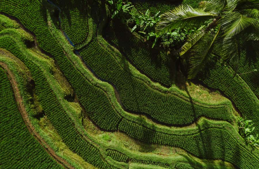 Bali: Griya Taman Beji Waterfall with Optional Ubud Tours - Tirta Empul: sacred spring ritual stop with clear temple etiquette