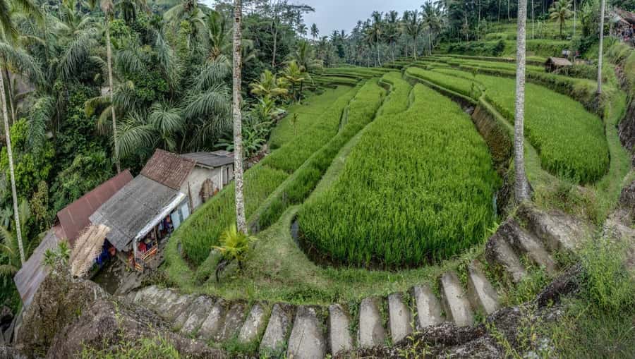 Bali: Gunung Kawi Temple & Pakerisan UNESCO Guided Tour - The 300-Step Descent: What You’re Really Signing Up For