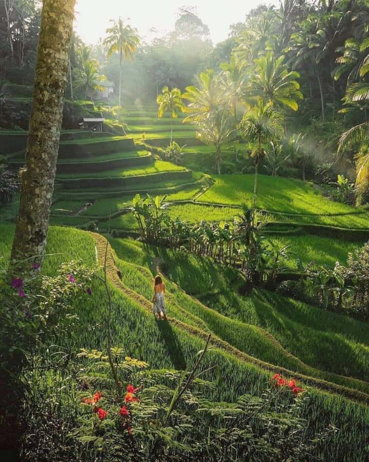 Bali : Highlight of Ubud Culture, Temple and Batur Volcano - A 9-Hour Ubud Culture, Temple, and Batur Views Day