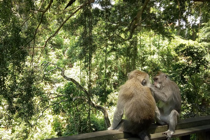Bali Holy Bathing Ritual and Ubud Highlights tour - Tegalalang Rice Terrace: Big Views With Quick Planning