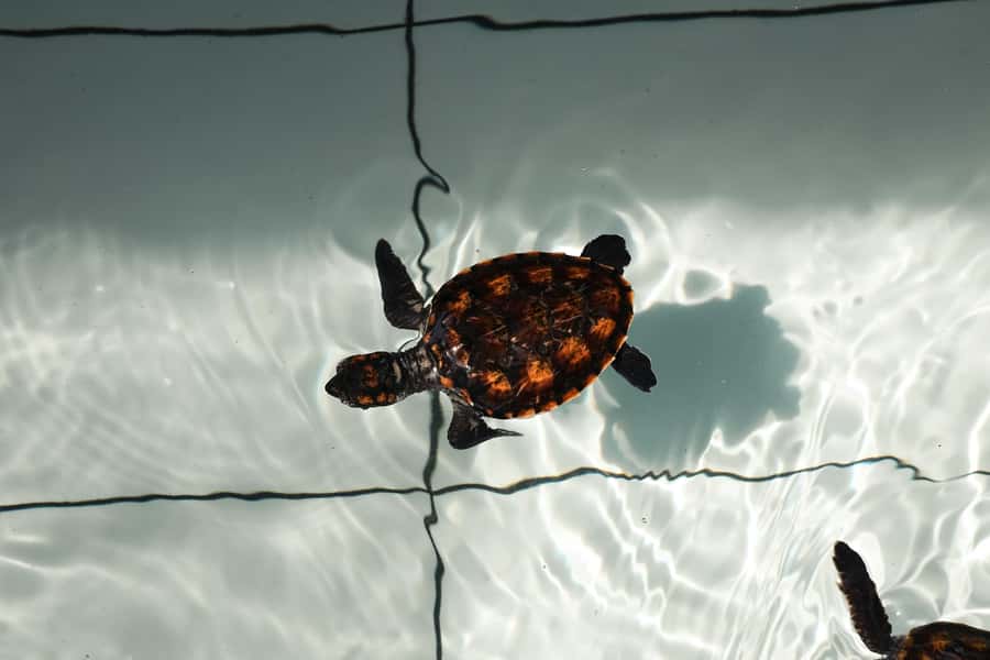 Bali: Horse Riding & Turtle Release Experience at Saba Beach - A Day Built Around Sea Turtles and Beach Horses