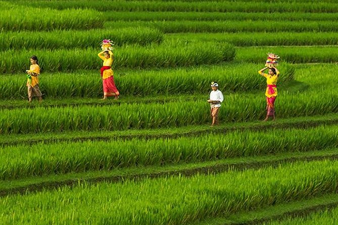 Bali Iconic Tour with Buffet Lunch and Attraction Tickets - Kintamani Highlands: Mt. Batur and Lake Batur at About 1,500m