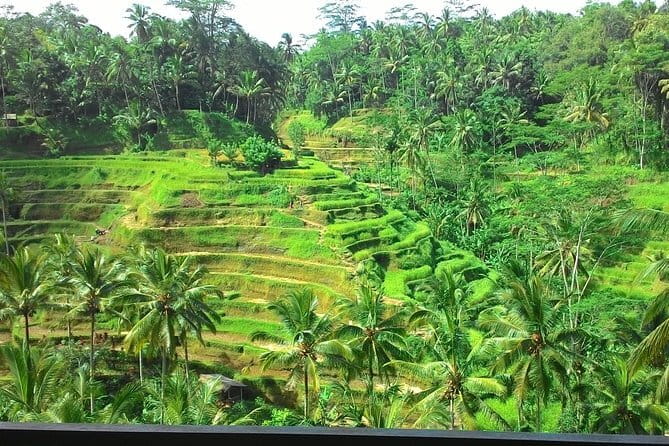Bali in 1-Day : Rice Terrace, Volcano, Tanah lot - All Inclusive - How this private, all-inclusive day actually feels