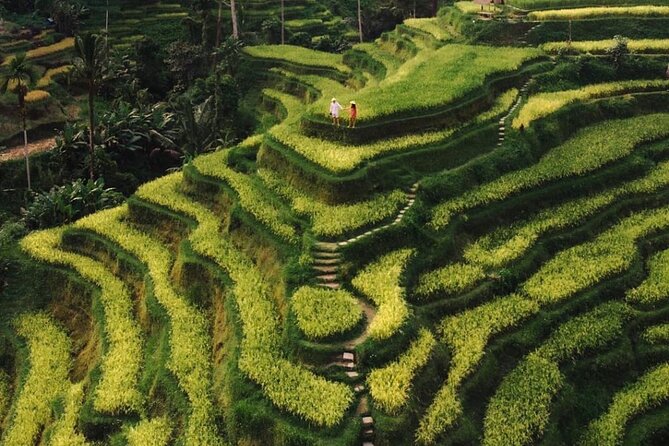 Bali Instagram Tour - All Inclusive - Tegalalang Rice Terrace at 17.00: irrigation views and late-day color