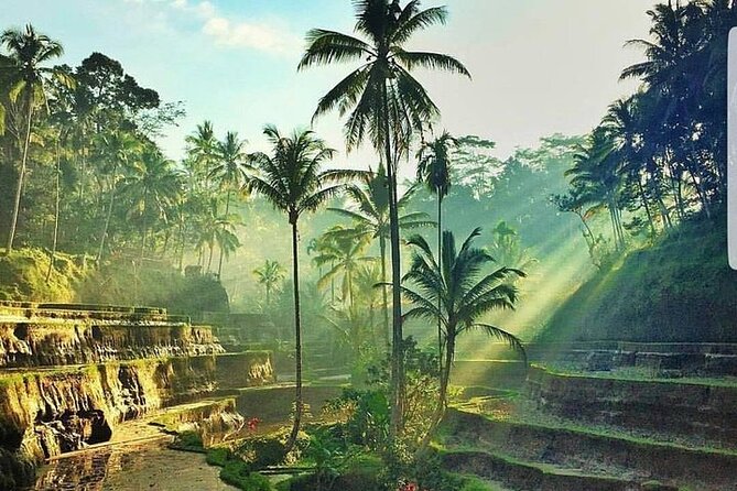 Bali Jungle Swing & Ubud Tour - Sacred Monkey Forest Sanctuary: Nature Meets People Watching
