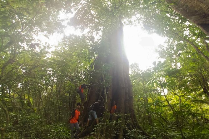 Bali Jungle Trekking and Lake Canoeing Tour - Canoeing the twin lakes: calm rhythm on Lake Tamblingan