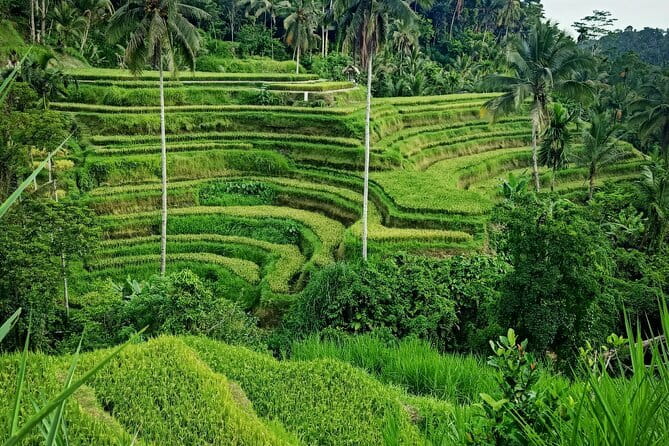 Bali Lempuyang Temple, Waterfall with Rice Terrace Tour - Ristorante Lereng Agung: swing pictures with Mount Agung in the background