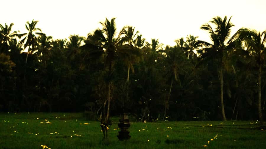 Bali: Magical Fireflies Tour in Taro Village with Dinner - Sunset drive and transport: choosing what fits your day