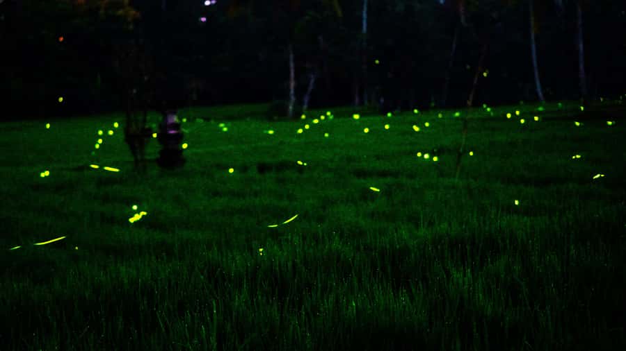 Bali: Magical Fireflies Tour in Taro Village with Dinner - Delodseme Village and the gentle countryside walk