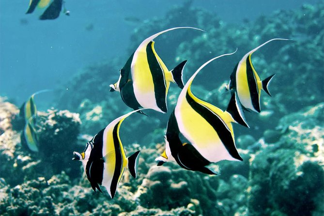 Bali Menjangan Island Snorkeling Day Tour - Key things to know before you go