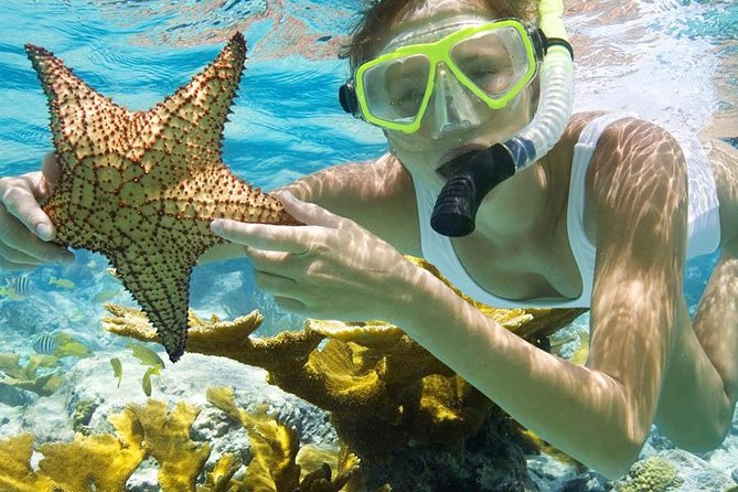 Bali Menjangan Island Snorkeling Day Tour - Snorkeling at the top Menjangan points: gear, comfort, and fish-spotting