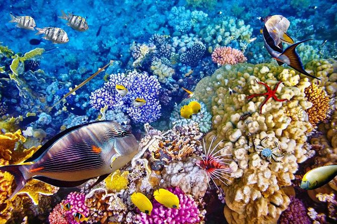 Bali Menjangan Island Snorkeling Day Tour - 5:30 am pickup, long drive, and how to make the day painless