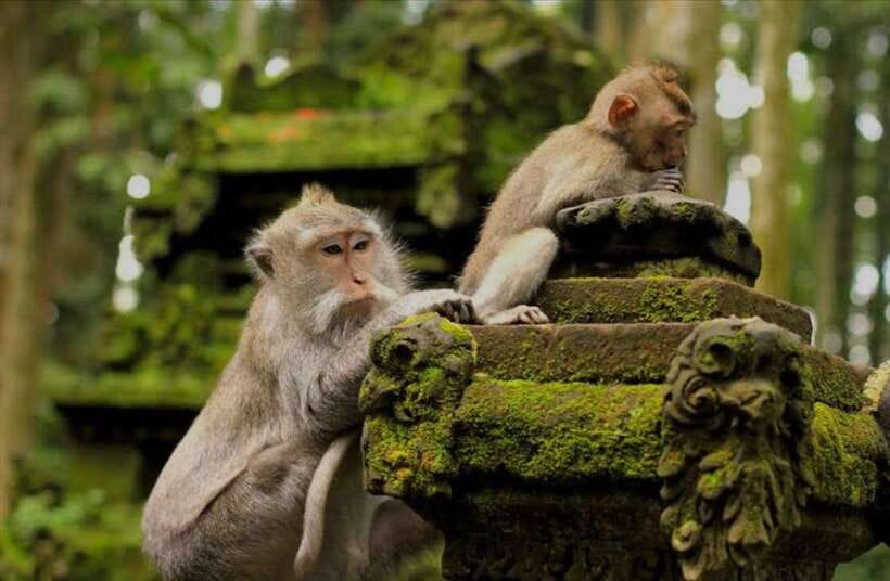 Bali: monkey forest, rice terrace, water temple, waterfall - Key highlights you’ll feel all day
