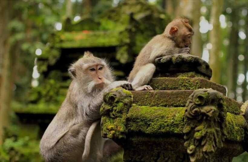 Bali: monkey forest, rice terrace, water temple, waterfall - Guides you might meet: why being accompanied changes the day