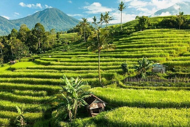 Bali : Northern Bali Private Day Trip with Transfer - Jatiluwih UNESCO terraces: the irrigation system you can actually picture