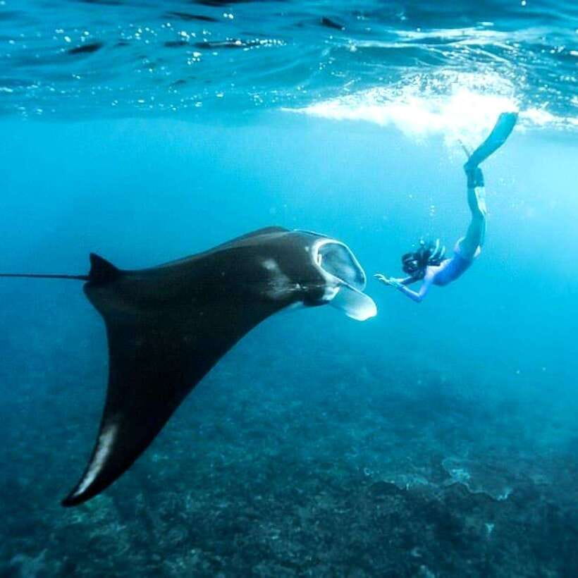 Bali: Nusa Penida Manta Snorkeling Tour & Beach Club Access - Key Points Worth Your Attention