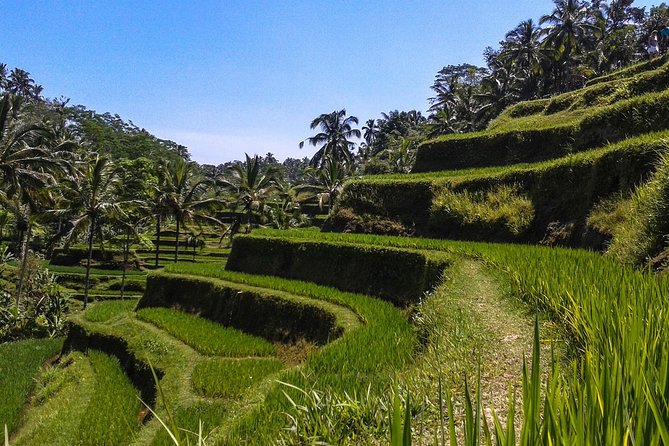 Bali Private Car Charter With English Speaking Driver - Pickup in Ubud and south Bali: the real head start