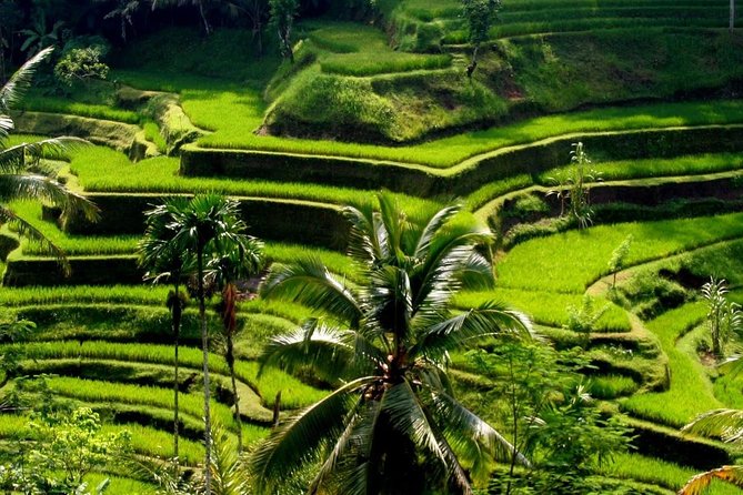 Bali Private Car Charter With English Speaking Driver - Going beyond central and south Bali: when the $25 per car kicks in