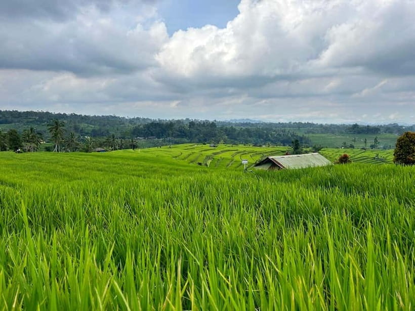 Bali: Private Customizable Tour with Driver - Comfort Rules That Keep the Day Smooth